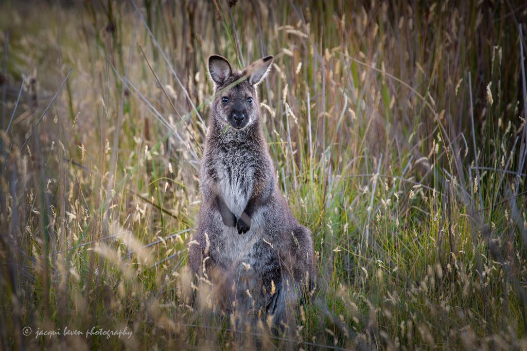 Pearl Hawley Beach Port Sorell Exteriör bild