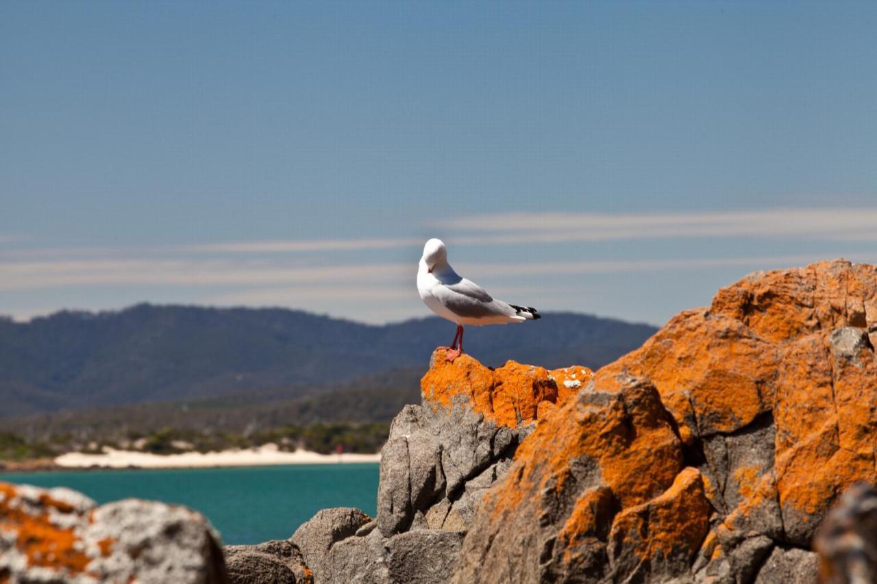 Pearl Hawley Beach Port Sorell Exteriör bild